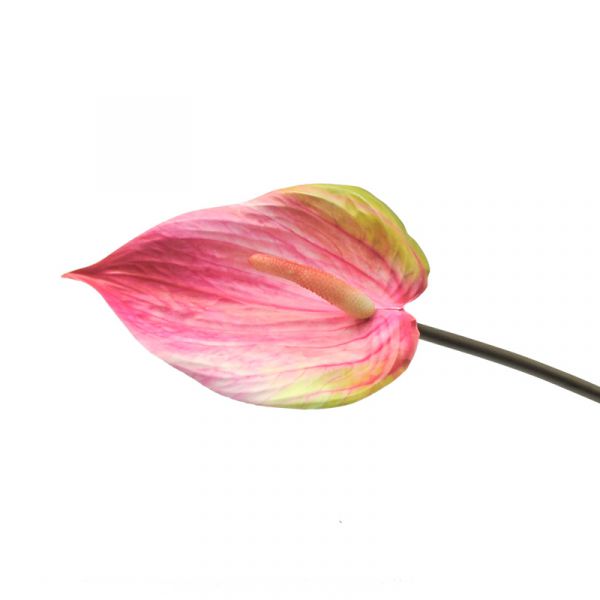 Anthurie rosa D L 76cm