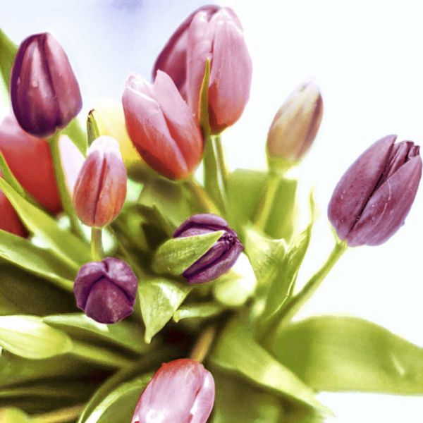 Frühlings- und Oster-Serviette Spring Tulpis 33x33cm 20er Pack