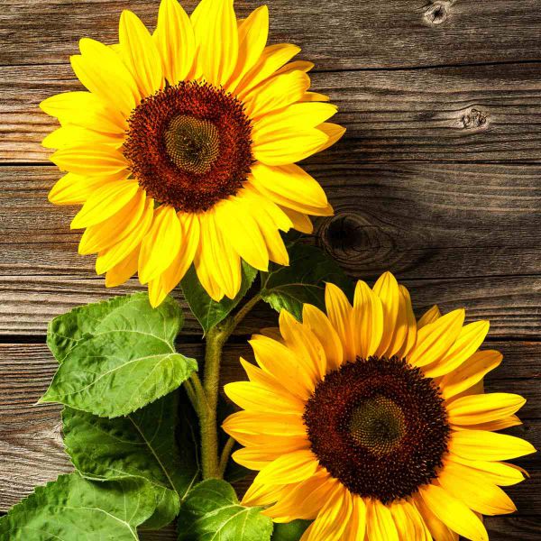 Serviette Two Sunflowers Sonnenblumen 33x33cm 20er Pack