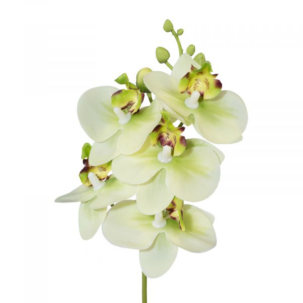 Exklusive Orchideen-Rispe Grün ca. 27cm