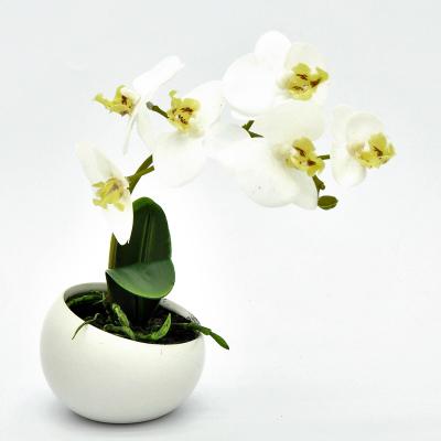Orchidee in Keramikschale Weiß 23cm