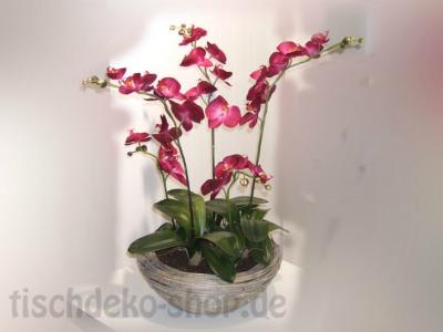 Orchidee im Korbumtopf 4 Rispen Fuchsia