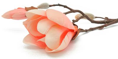 seidenblume-magnolie