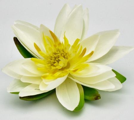 Lotusblüte / Seerose Creme D 15cm