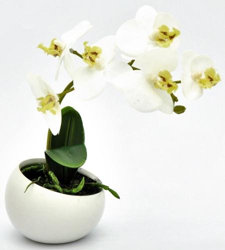 Orchidee in Keramikschale Weiß 23cm - Muttertagsgeschenke