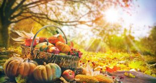 Gemüse, Natur im Herbst - Herbstdinner veranstalten