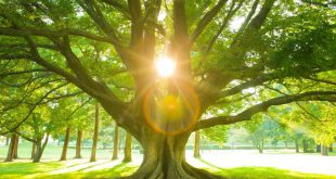 Der Lebensbaum: Bedeutung im Rahmen der Kommunion