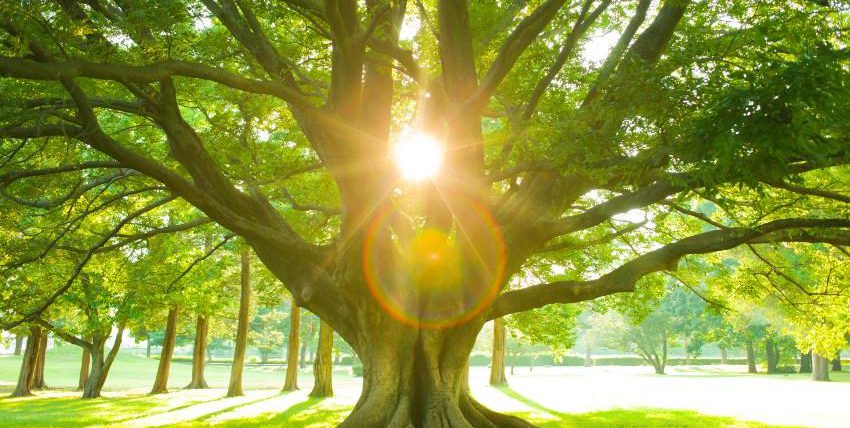 Der Lebensbaum: Bedeutung im Rahmen der Kommunion