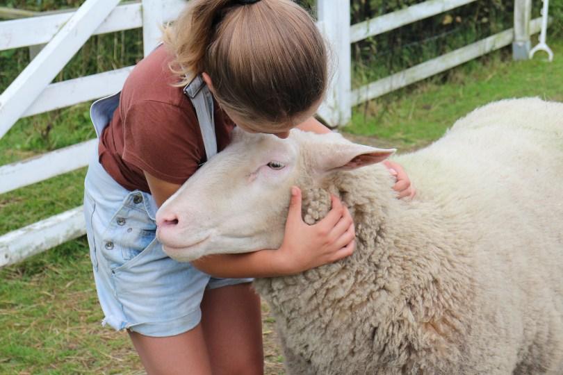Mädchen kümmert sich um ein Schaf