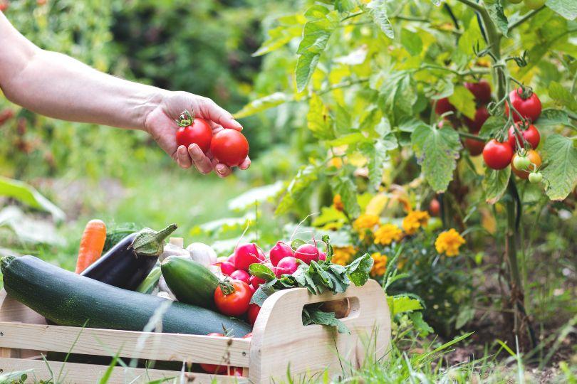 frau erntet tomaten mit der hand - Erntedankfest: Bedeutung und Bräuche