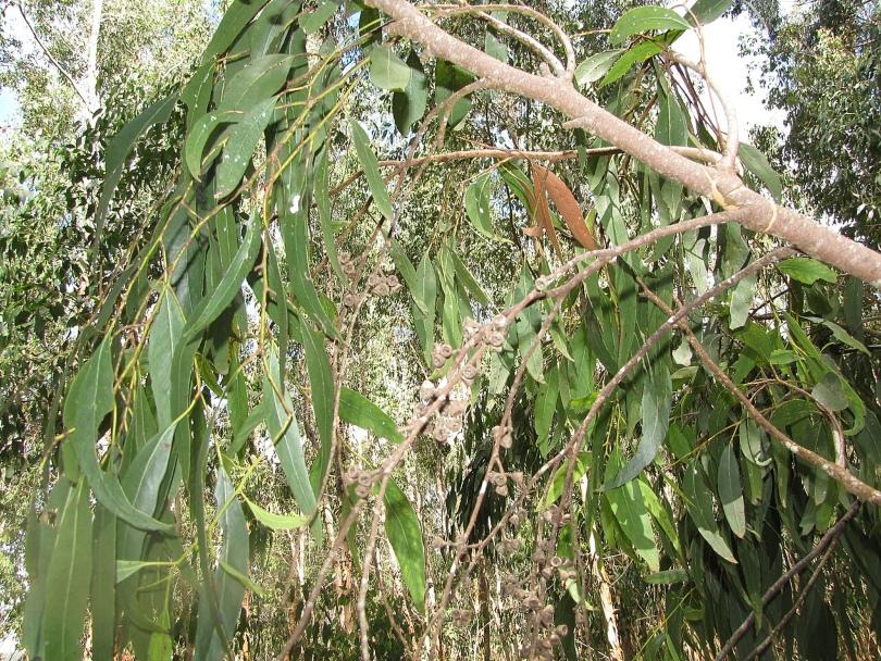 Eucalyptus-Blaetter-Hawaii